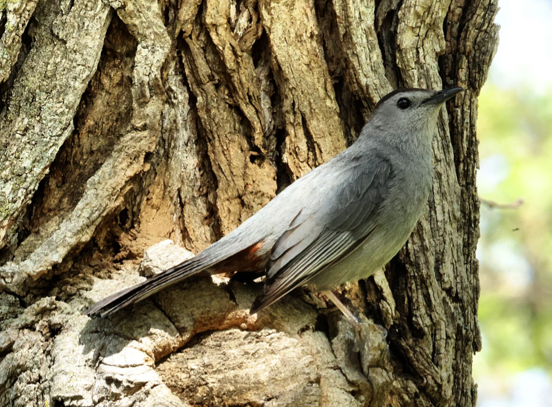 drozdec černohlavý - ML635468324