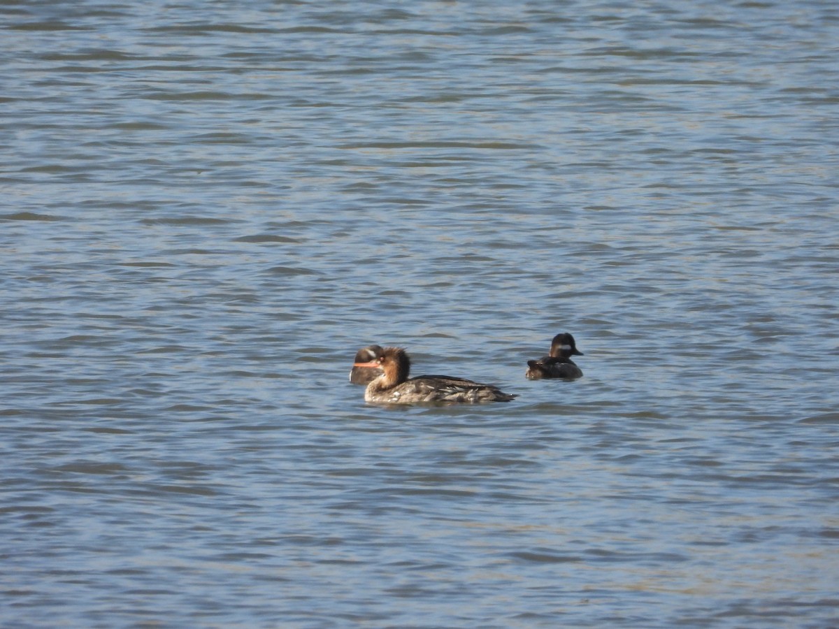 Сэвгэр бохио - ML635468325