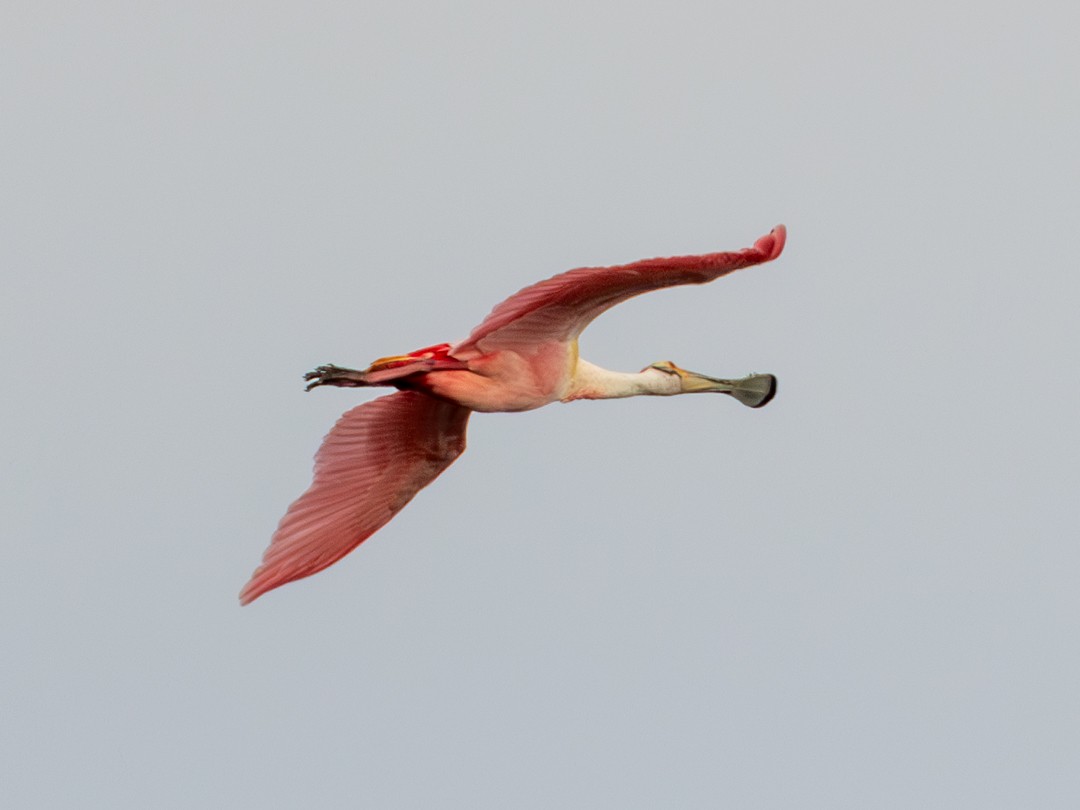 Roseate Spoonbill - ML635468328