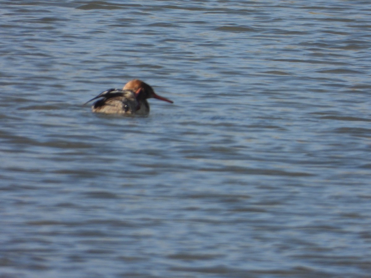 Сэвгэр бохио - ML635468339