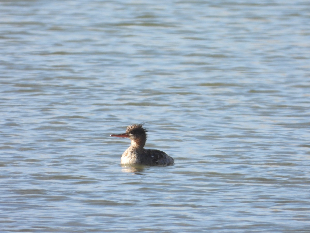 Сэвгэр бохио - ML635468371
