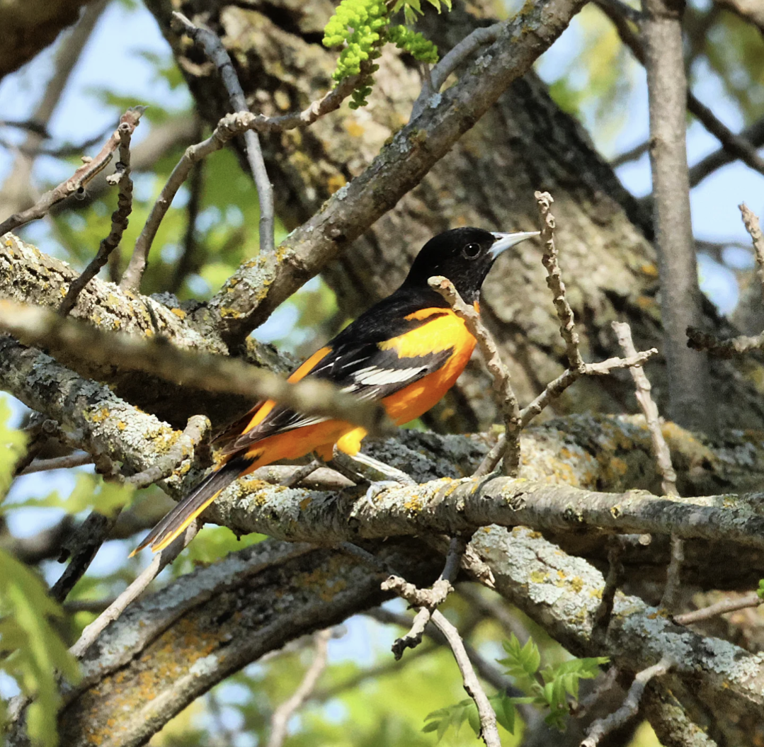 trupiál baltimorský - ML635468378