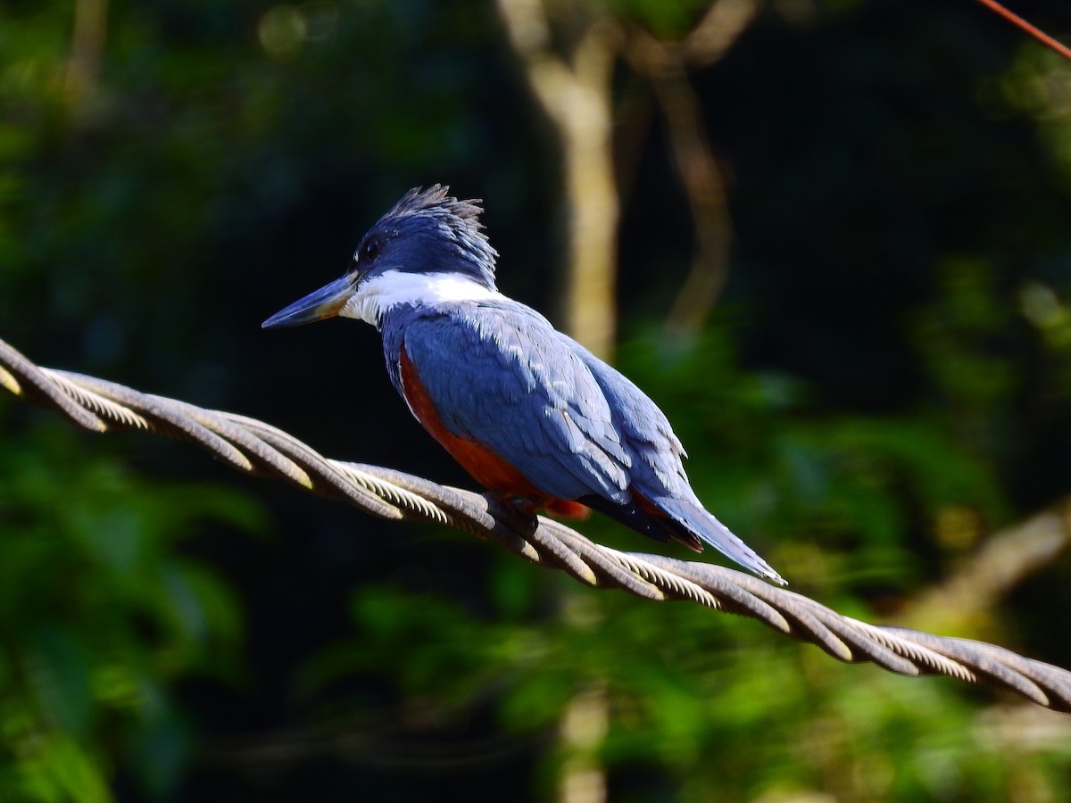 Ringed Kingfisher - ML635468390