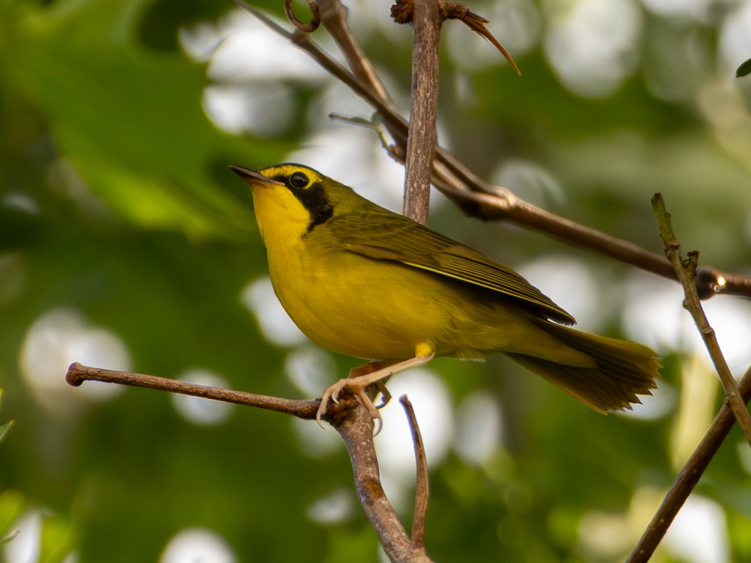 Kentucky Warbler - ML635468395