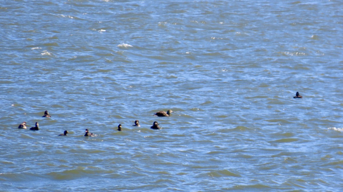 King Eider - ML635468412