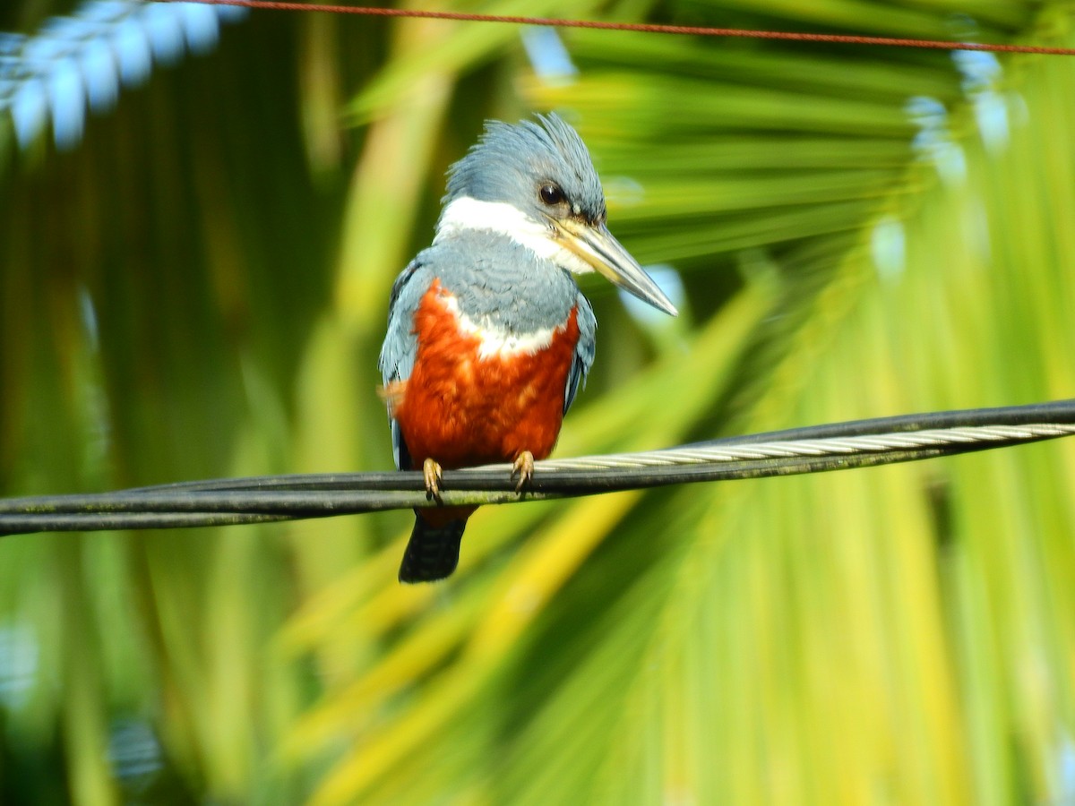 Ringed Kingfisher - ML635468428