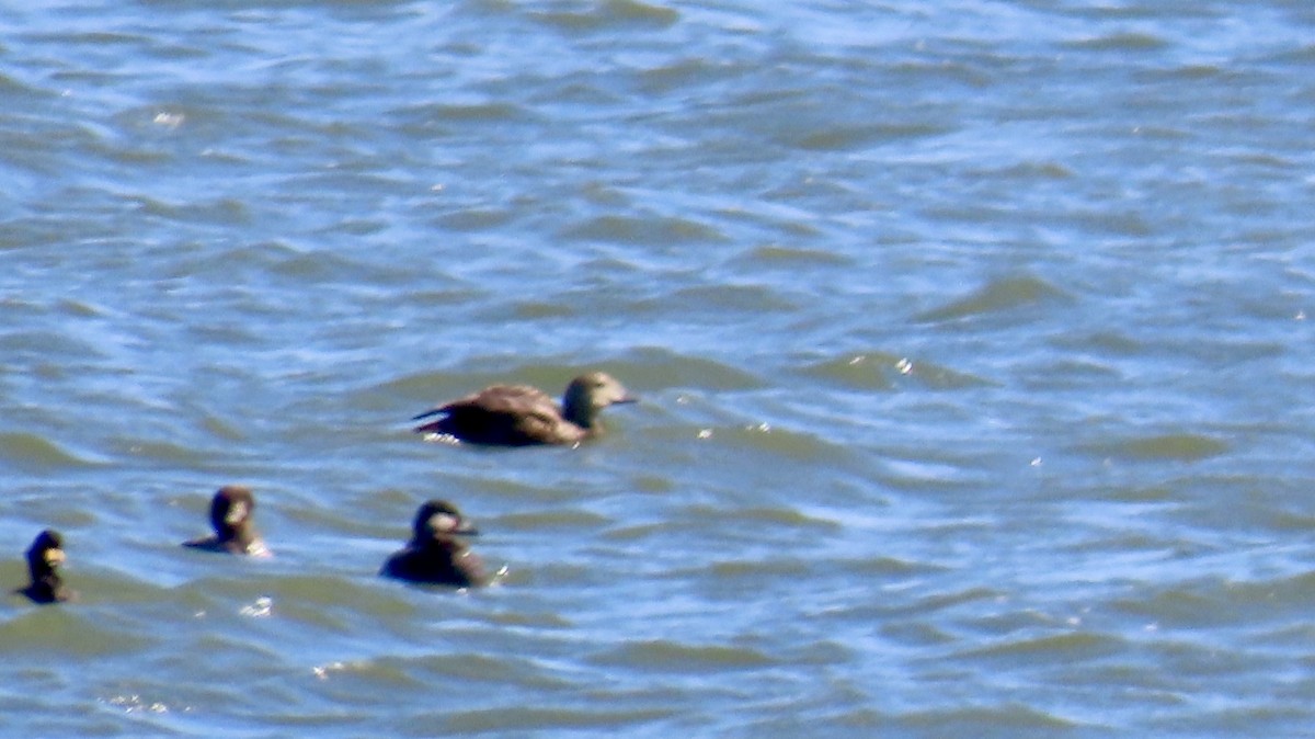 King Eider - ML635468479