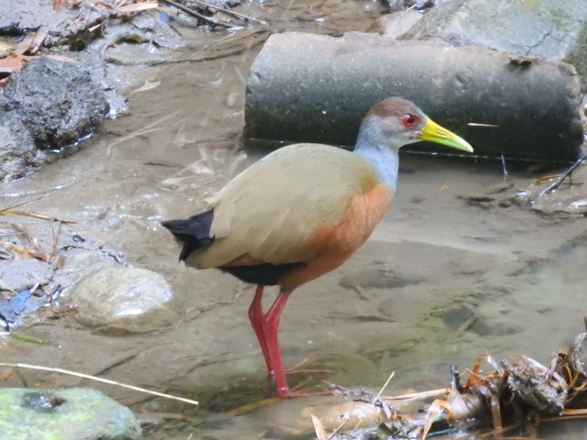 Gray-cowled Wood-Rail - ML635468638