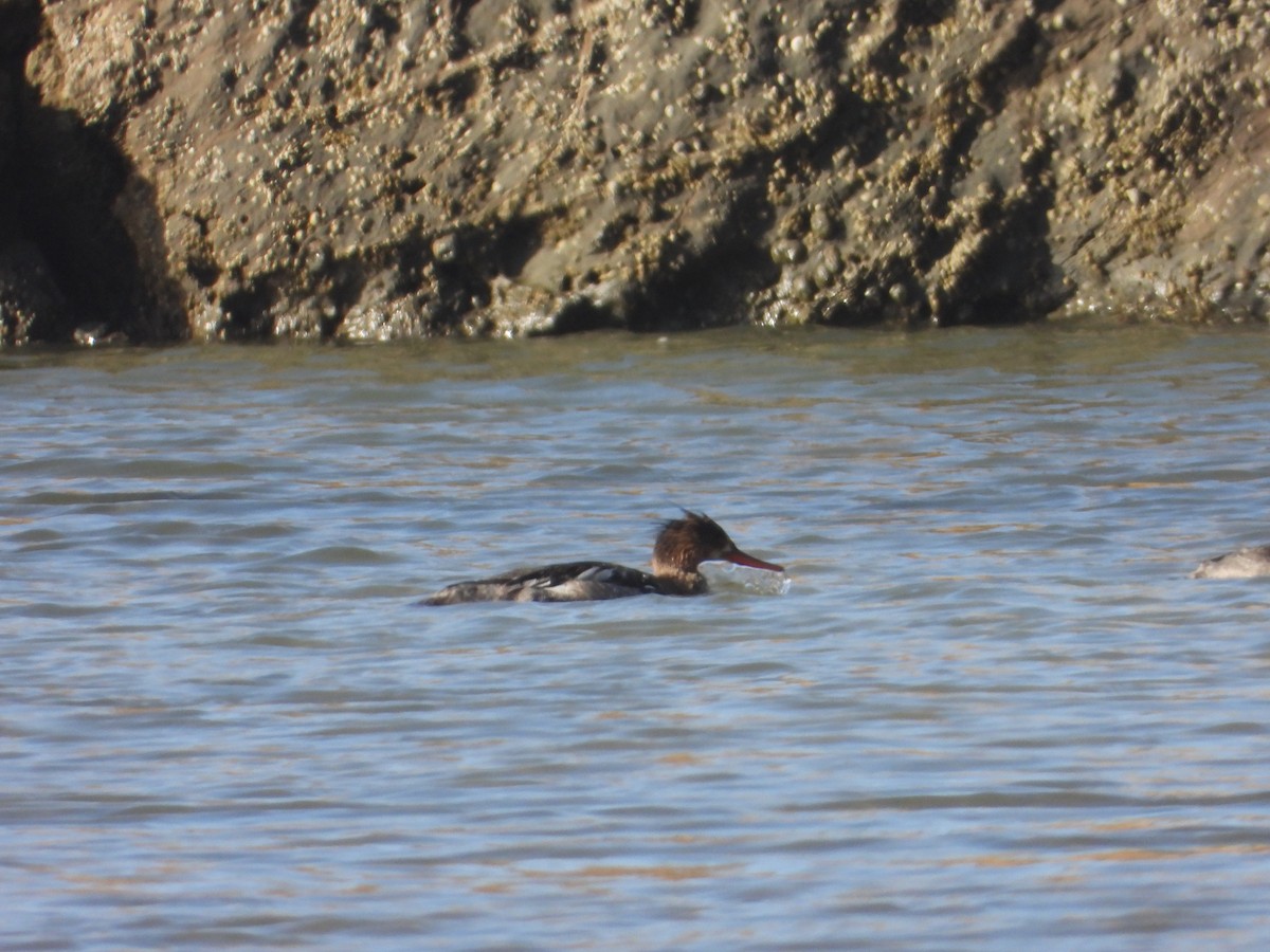 Сэвгэр бохио - ML635468714