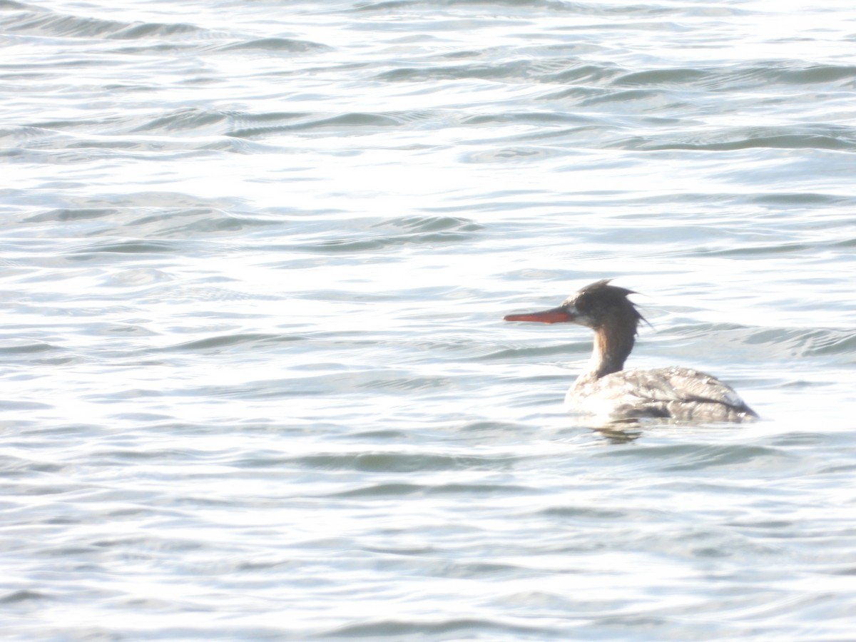 Сэвгэр бохио - ML635468767