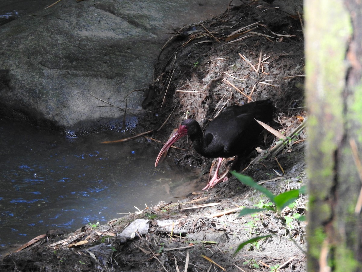 Bare-faced Ibis - ML635468797