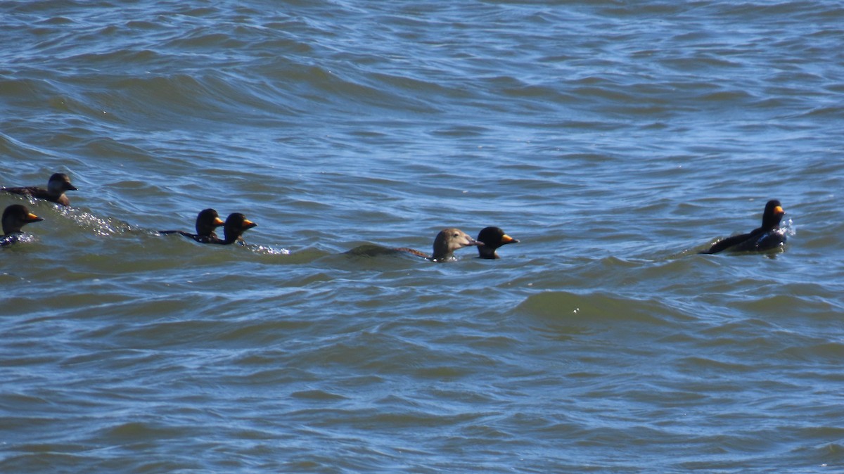 King Eider - ML635468800
