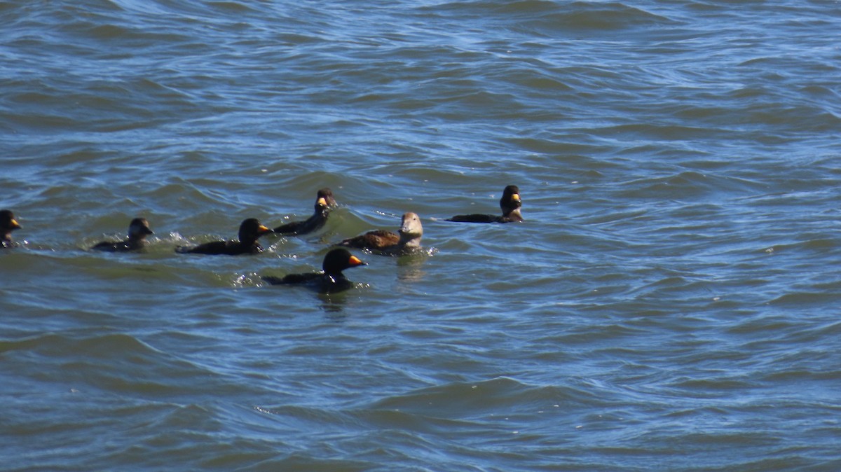 King Eider - ML635468807