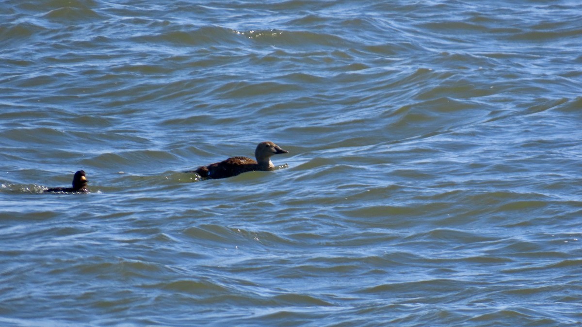 King Eider - ML635468840