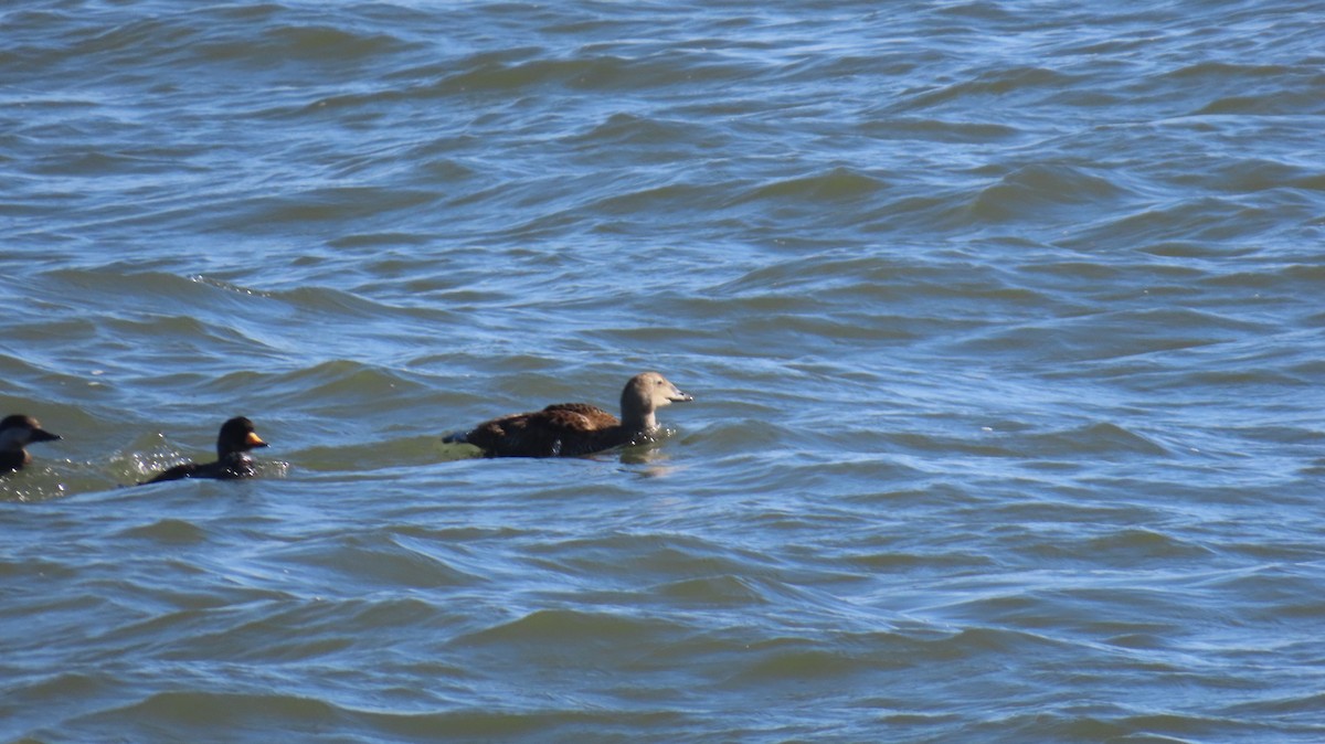 King Eider - ML635468878