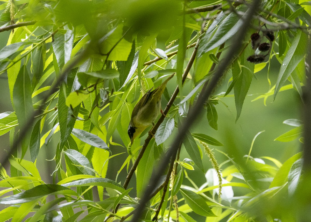 Common Yellowthroat - ML635468886