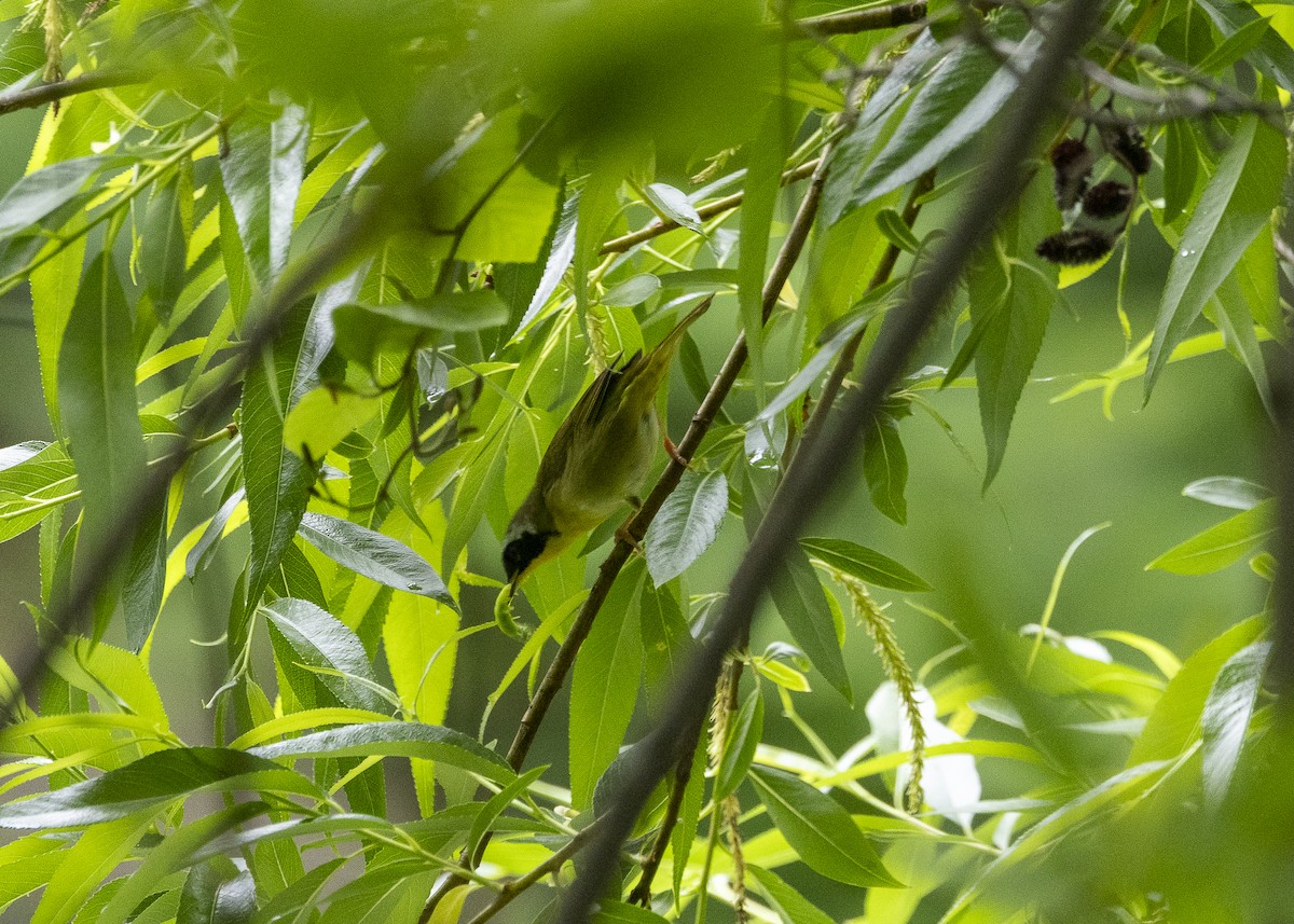 Common Yellowthroat - ML635468889
