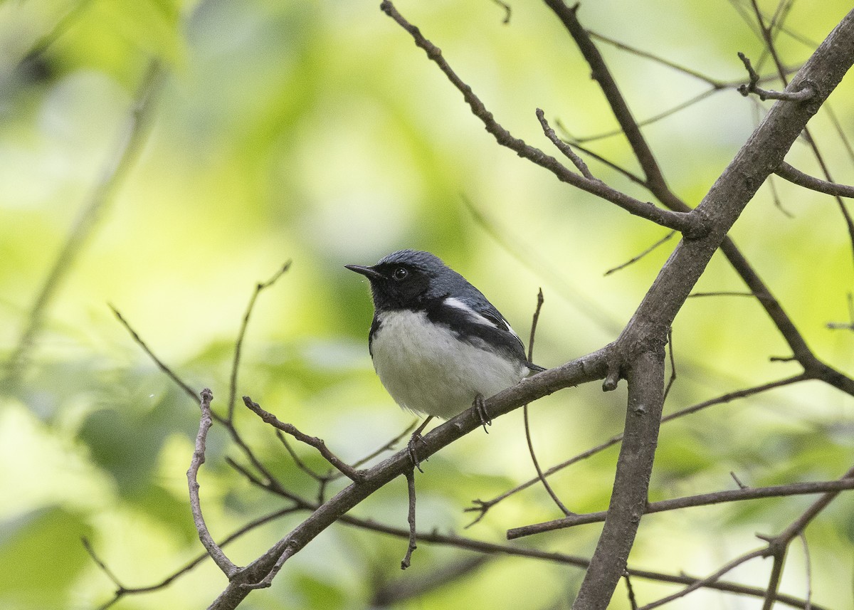 Black-throated Blue Warbler - ML635468914
