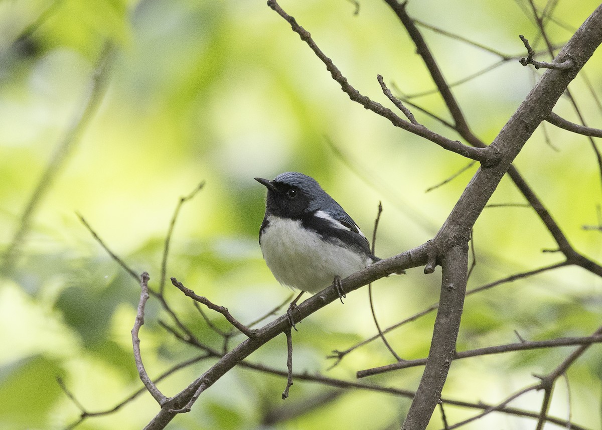 Black-throated Blue Warbler - ML635468916