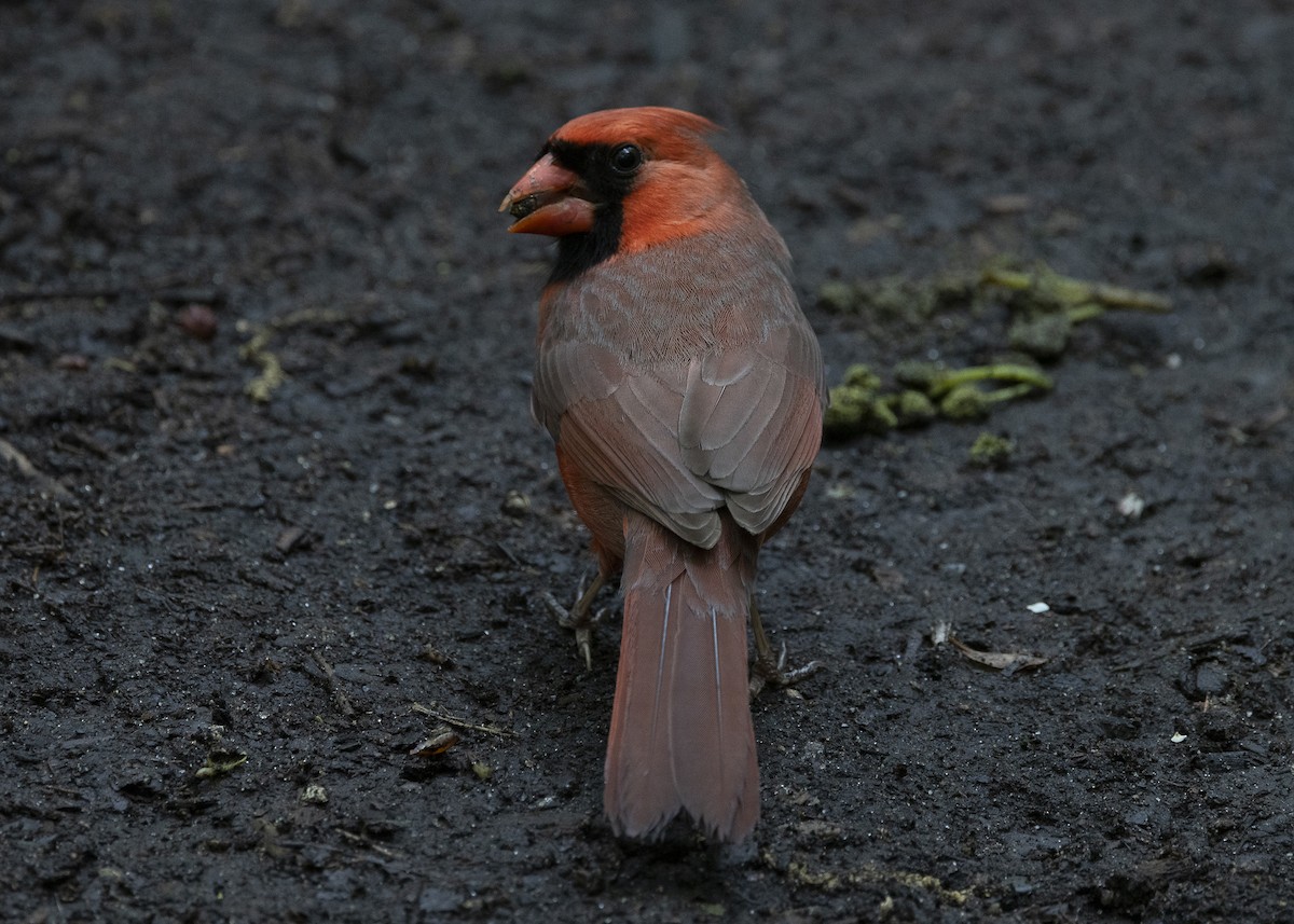 Northern Cardinal - ML635468961