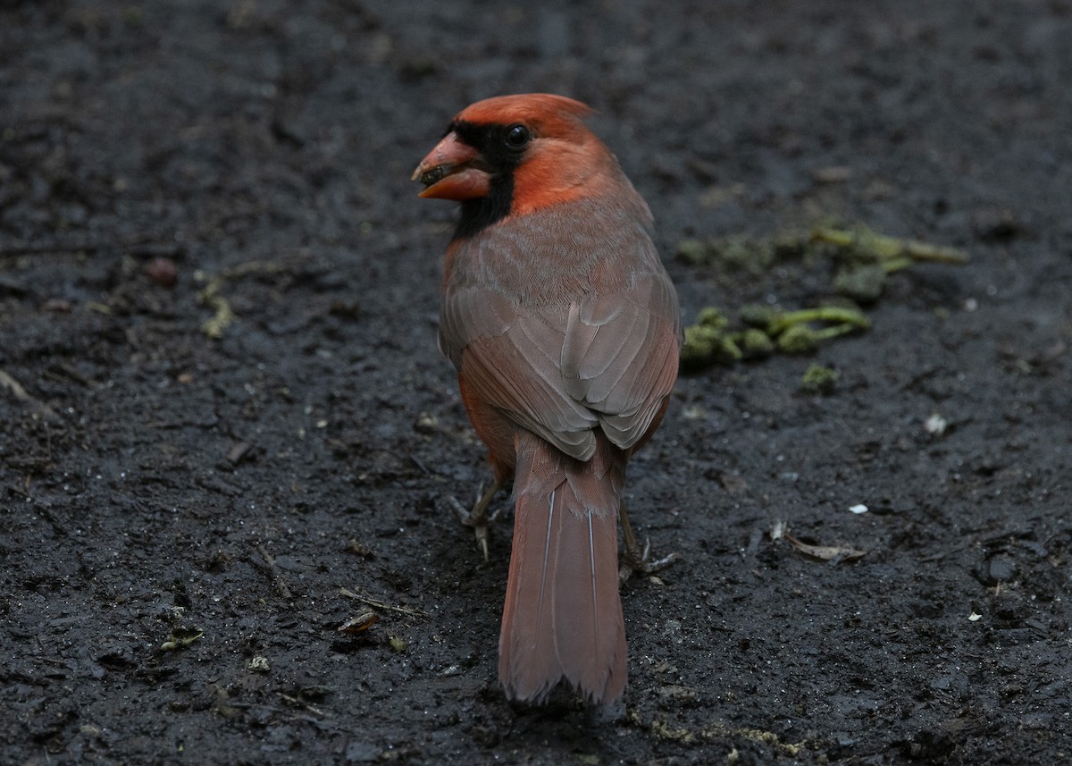 Northern Cardinal - ML635468963