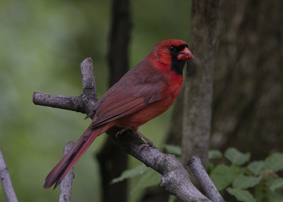 Northern Cardinal - ML635468966