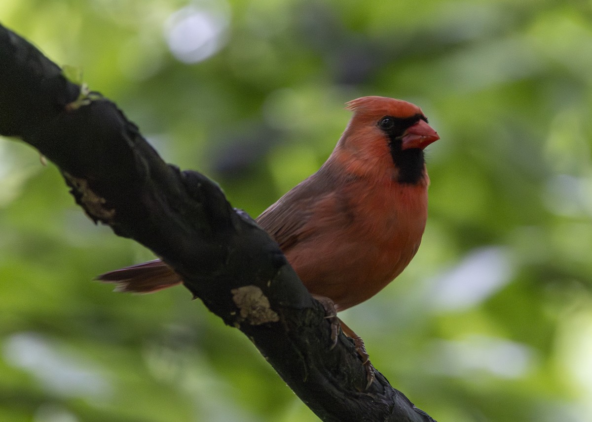 Northern Cardinal - ML635468967