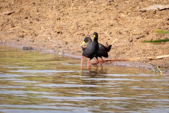 Black Crake - ML635469004