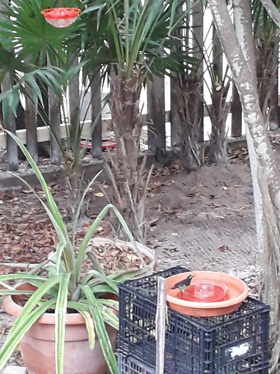 Bananaquit (Cozumel I.) - ML635469065
