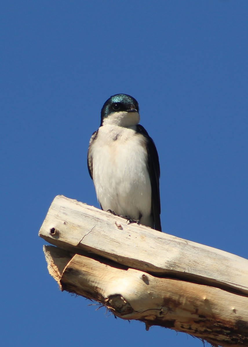 Tree Swallow - ML635469255