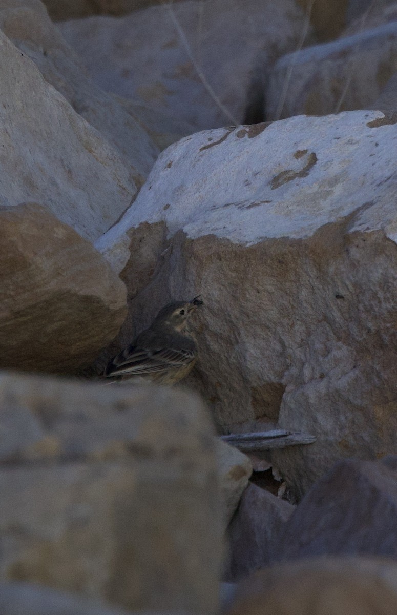 Pipit d'Amérique - ML635469303