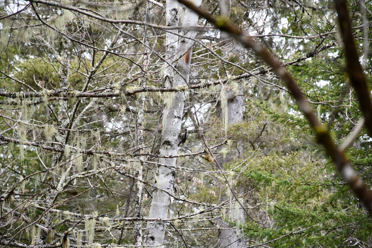 Yellow-bellied Sapsucker - ML635469310