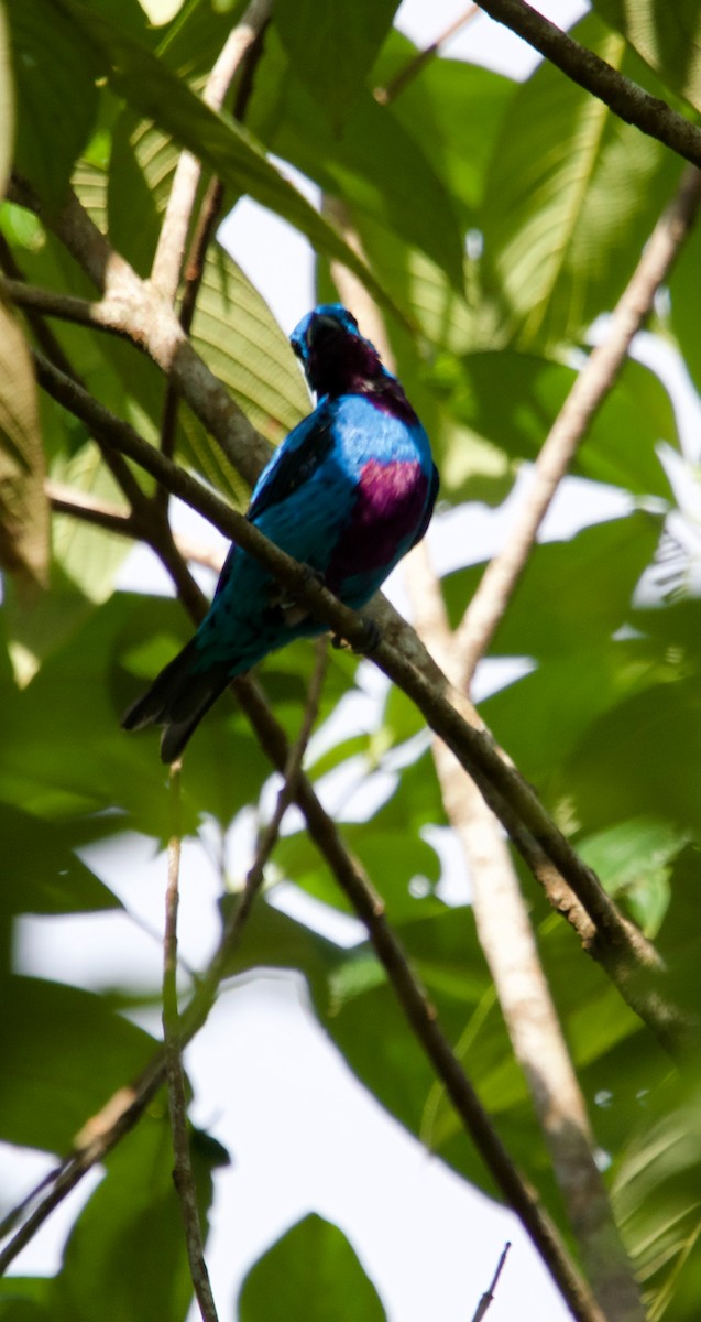 Turquoise Cotinga - ML635469322