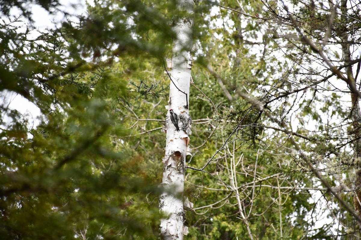Yellow-bellied Sapsucker - ML635469333