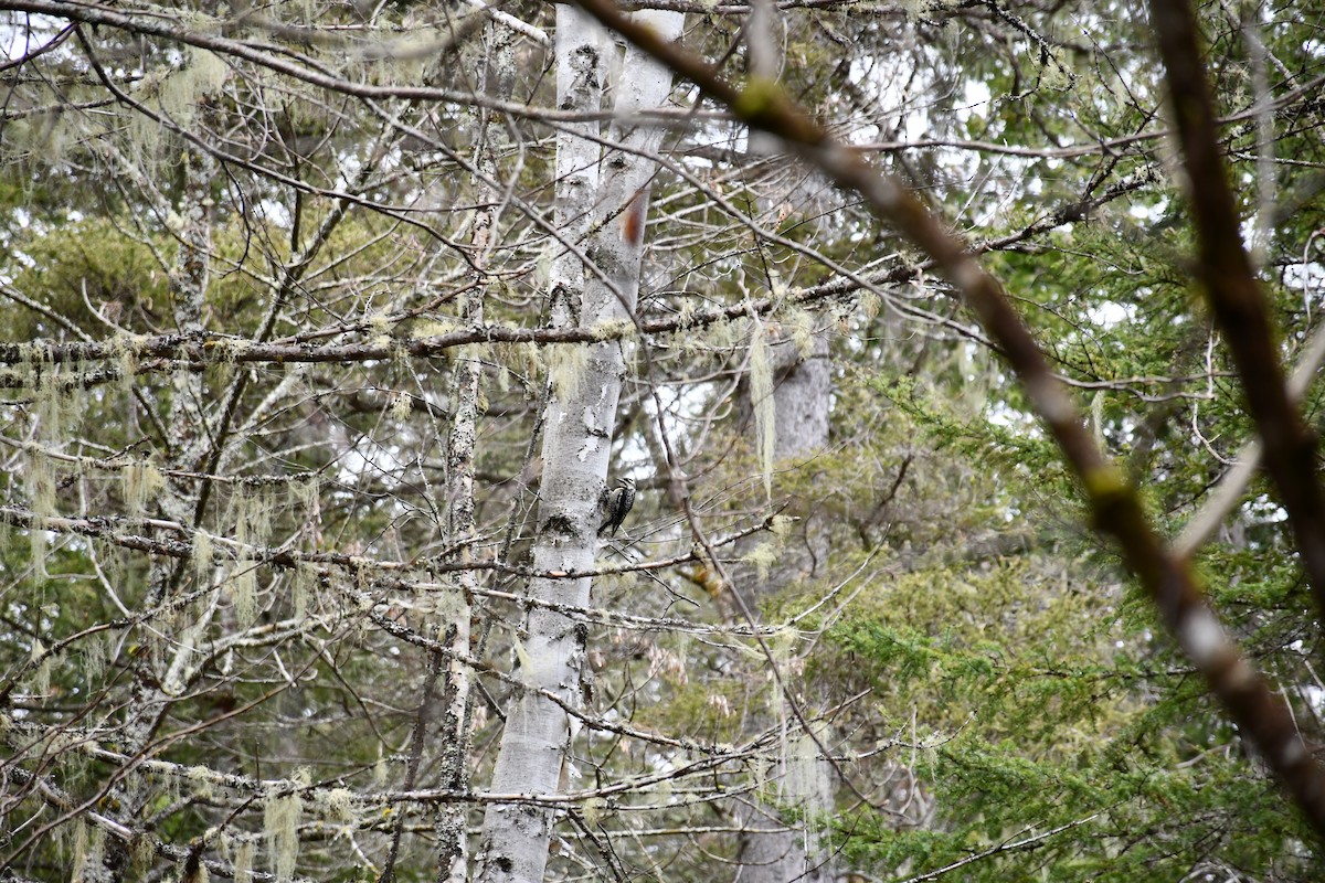 Yellow-bellied Sapsucker - ML635469334