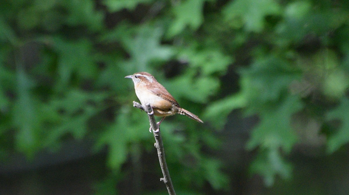 Carolina Wren - ML635469358