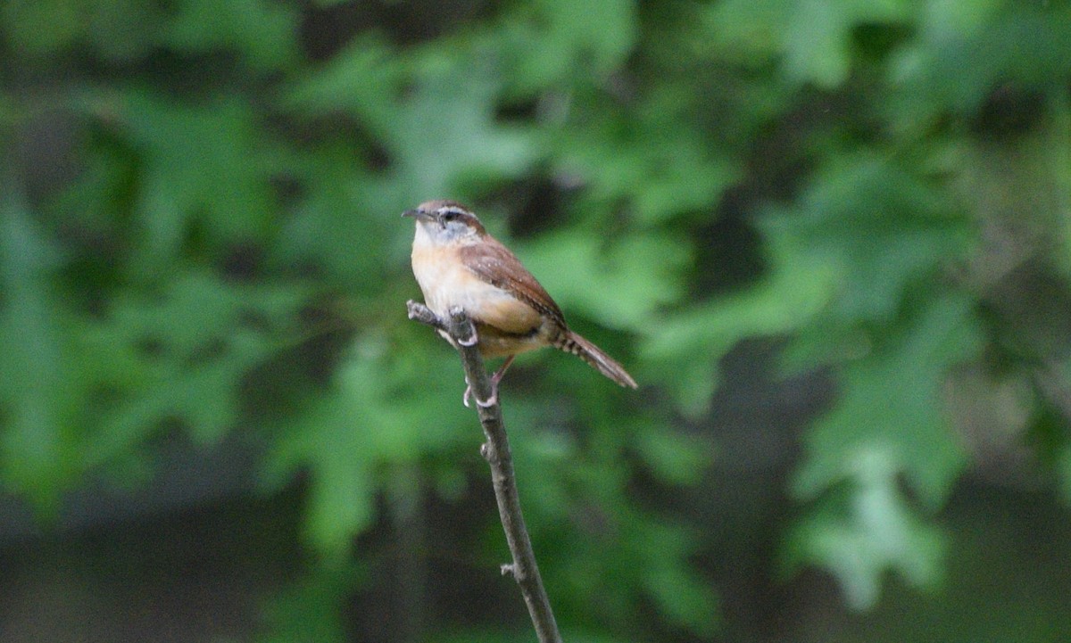 Carolina Wren - ML635469359