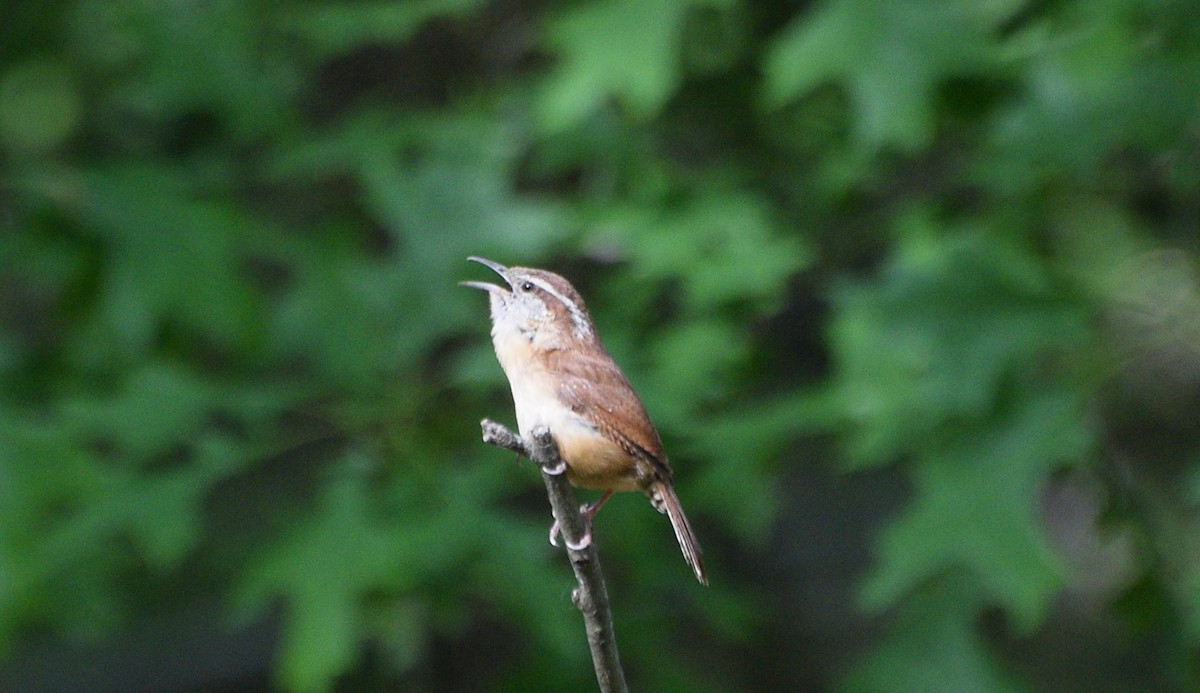 Carolina Wren - ML635469360