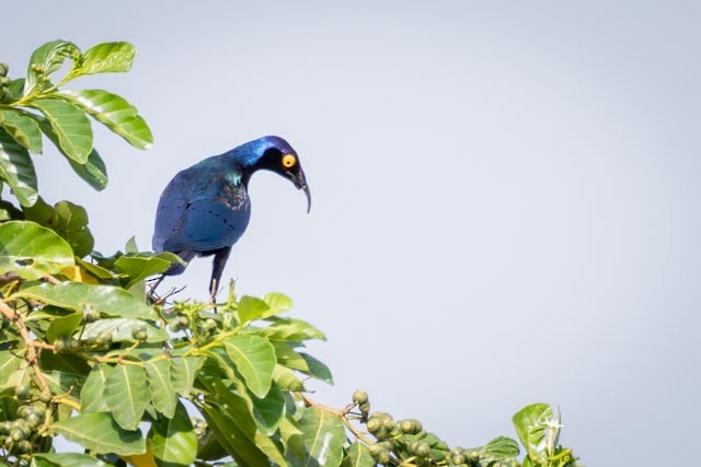 Purple Starling - ML635469369