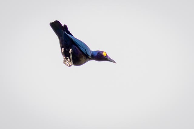 Purple Starling - ML635469370
