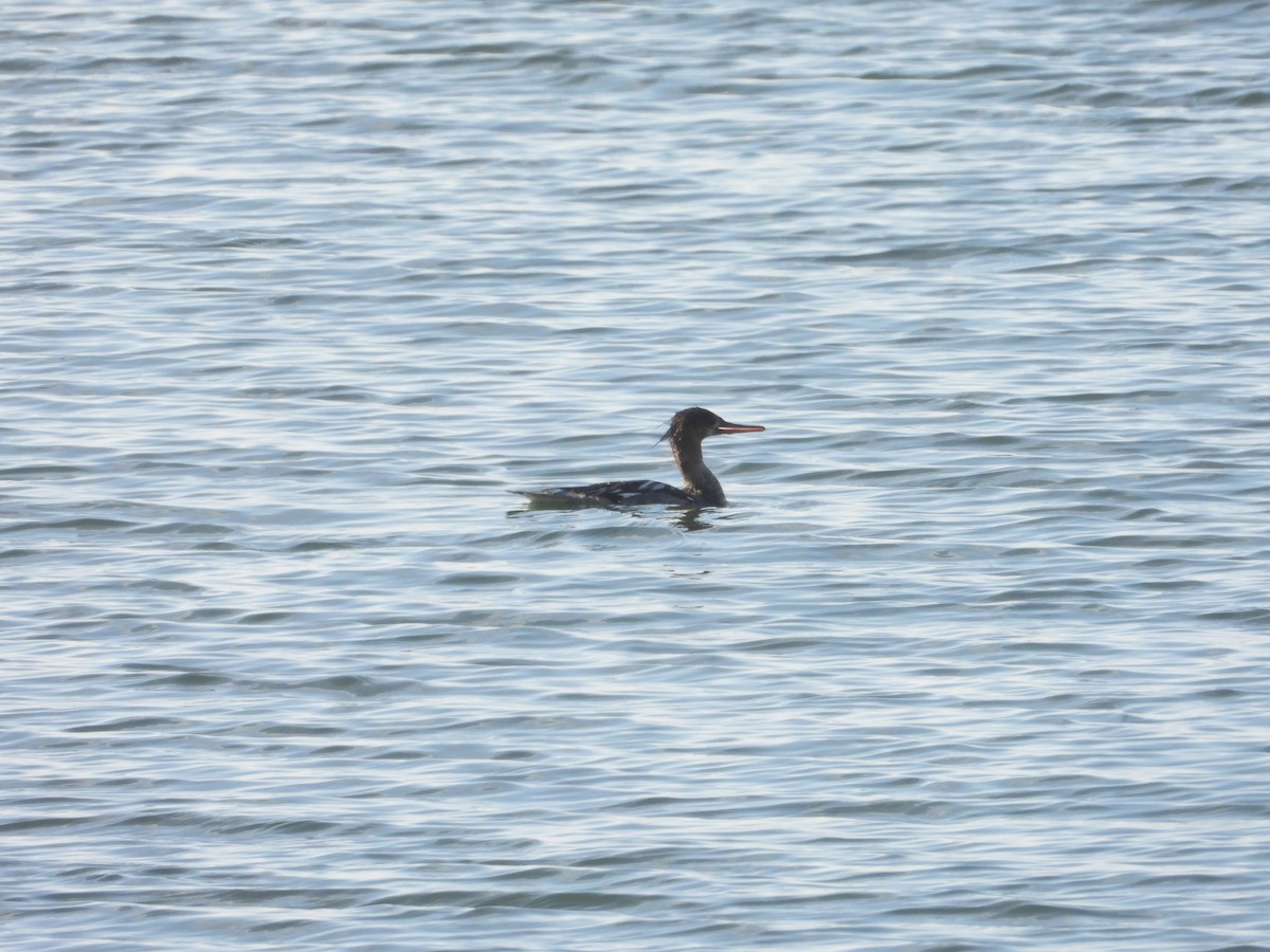 Сэвгэр бохио - ML635469463