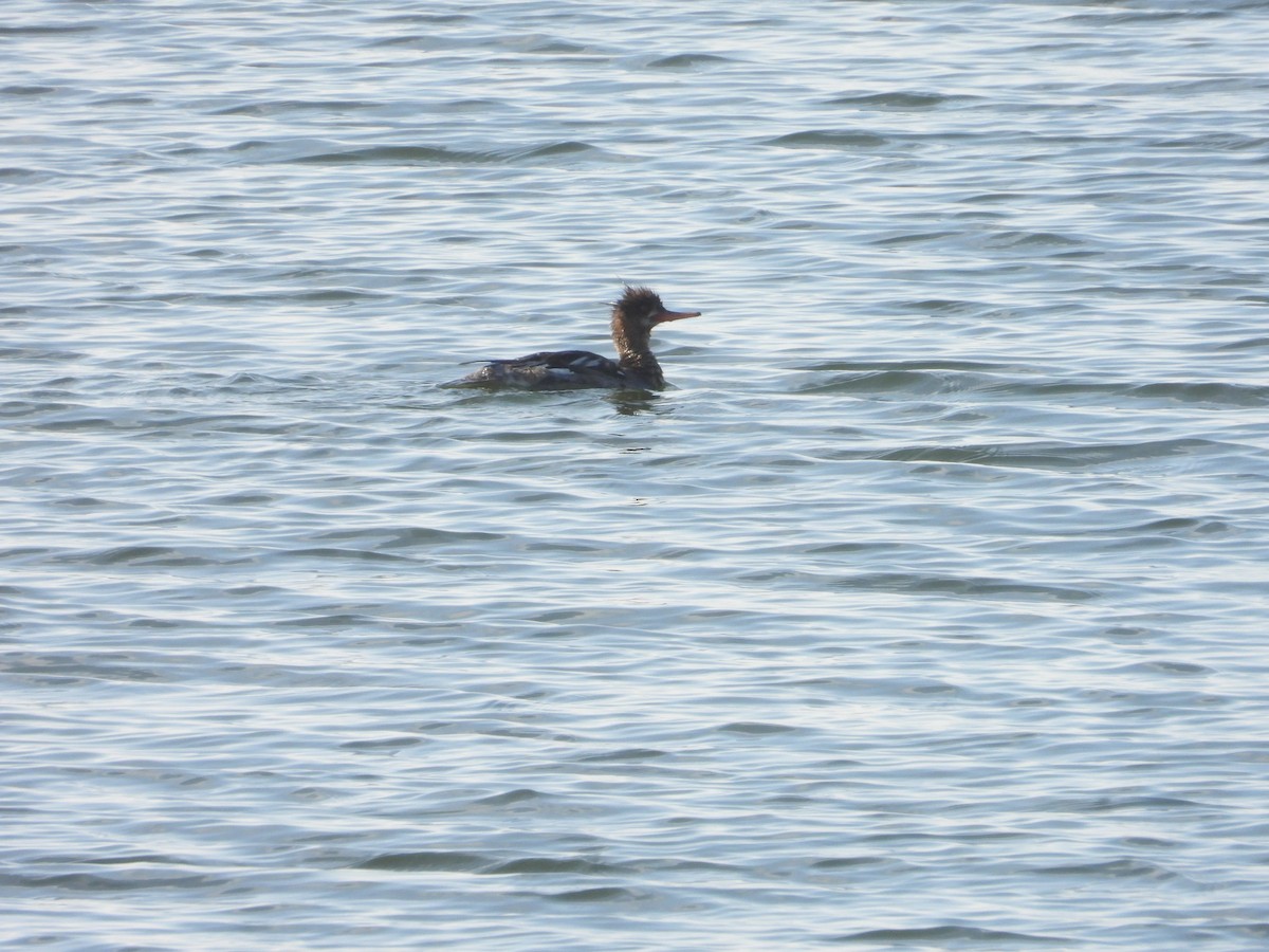 Сэвгэр бохио - ML635469464