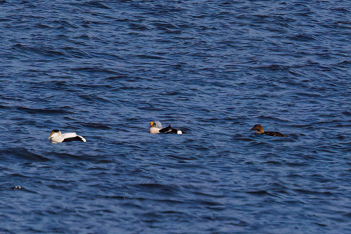 King Eider - ML635469489