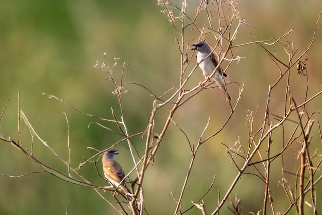 Northern Gray-headed Sparrow - ML635469491
