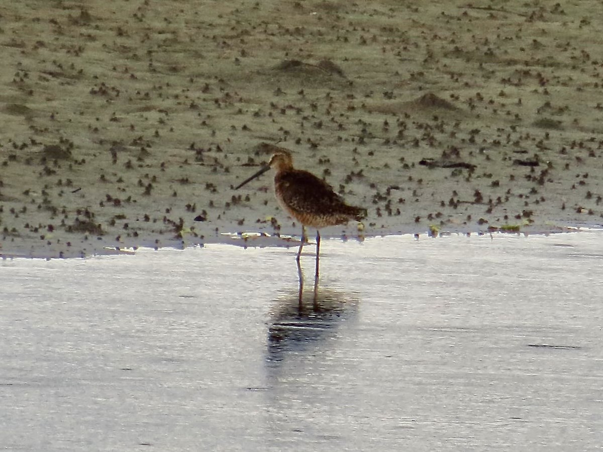 Long-billed Dowitcher - ML635469552
