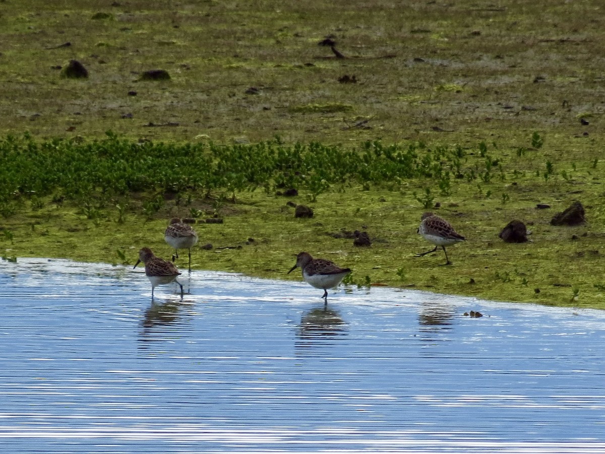Western Sandpiper - ML635469596
