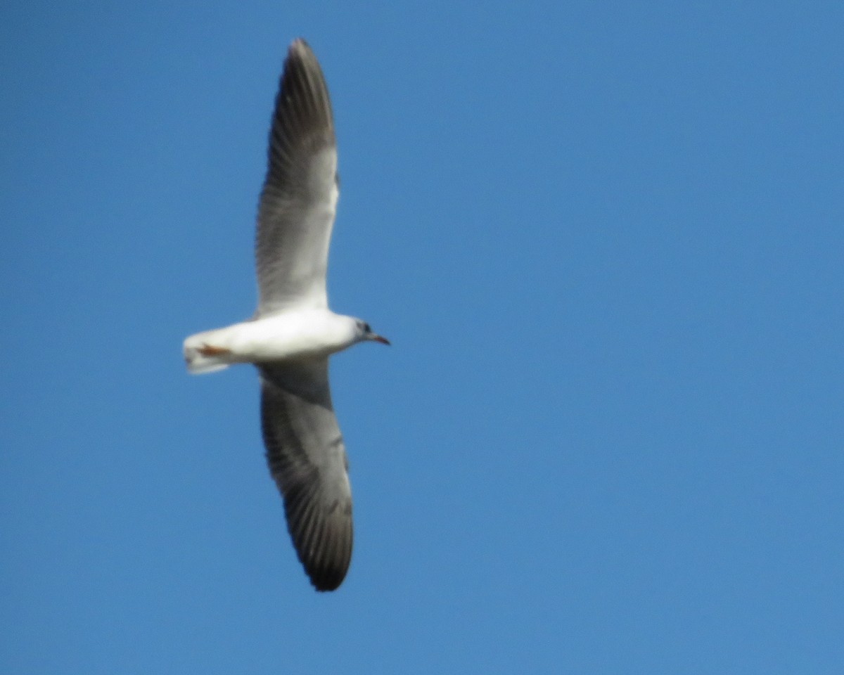 Gray-hooded Gull - ML635469610