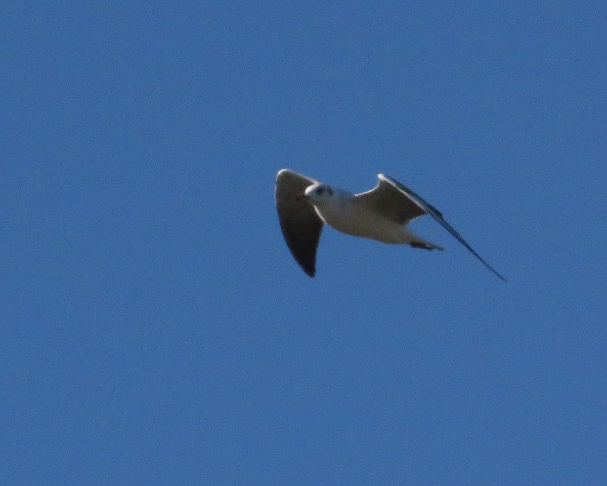 Gray-hooded Gull - ML635469611