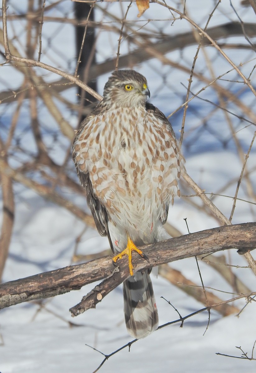 Sharp-shinned Hawk (Northern) - ML635469820
