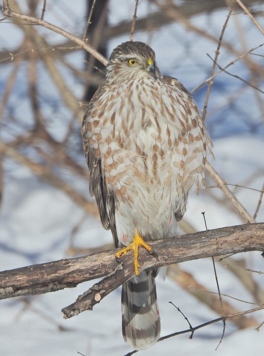 Sharp-shinned Hawk (Northern) - ML635469830